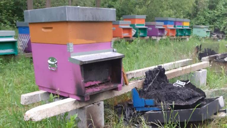 Namestili bodo panje z novimi čebeljimi družinami