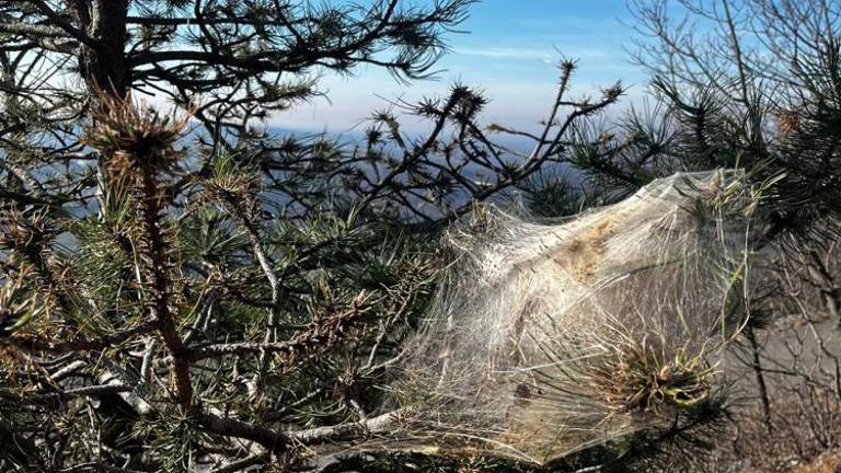 Zadnji čas za odstranitev zapredkov z borov in ceder