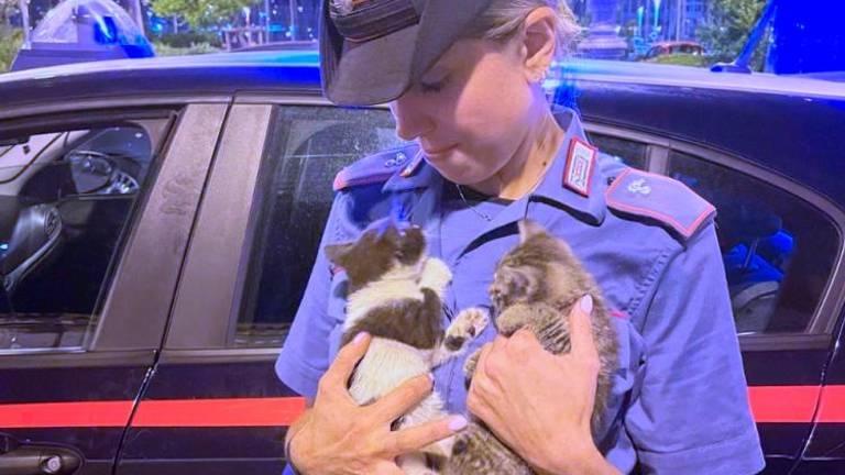 V motorju zaslišali mijavkanje