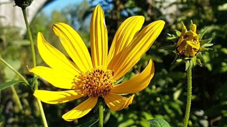 Po topinambur na bregove Vipave ...