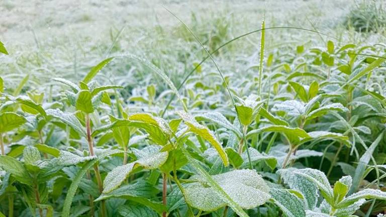 Slana je ponekod pobelila travnike (foto)