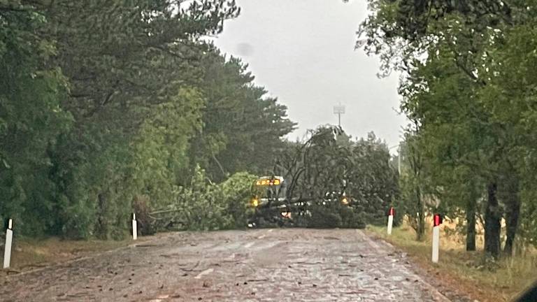 Na Krasu močan nevihtni piš podiral drevesa