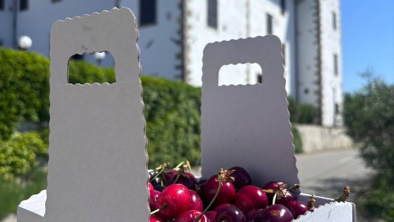 Briška češnja: nekoč vir dohodka, danes poslanstvo