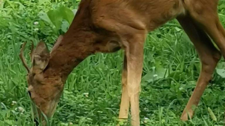 Napadel jih je srnjak