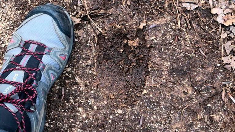 Ali je Petovlje obiskal medved?