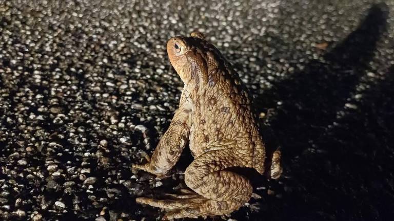 Pozor na krastače, žabe in pupke!