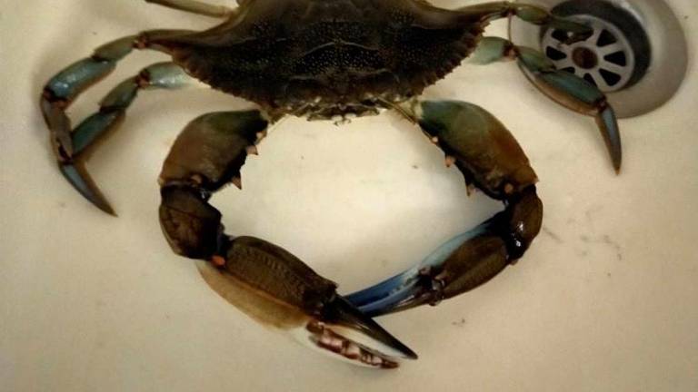 »Sinje plavajoče rakovice moramo loviti in tudi jesti«