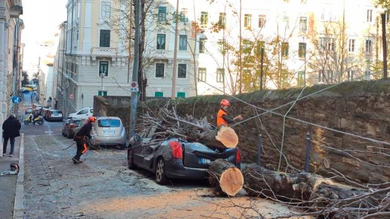 Drevo padlo na avtomobil in na električne kable
