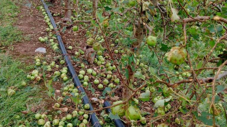 Kmečka zveza ob neurjih pisala deželni vladi