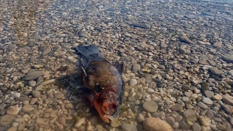 Kjer so poginile ribe, spet trije metri vode (video)