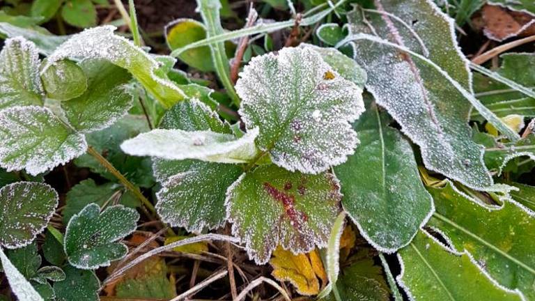 Slana je ponekod pobelila travnike (foto)