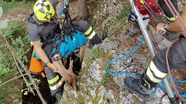 Pri Mavhinjah rešili kozo, ki je padla v jamo (video)