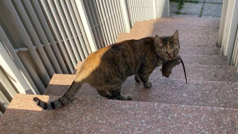 Eni opozarjajo na pregorele žarnice, drugi na podgane