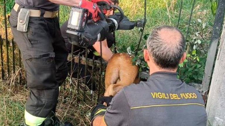 Gasilci rešili srnjaka