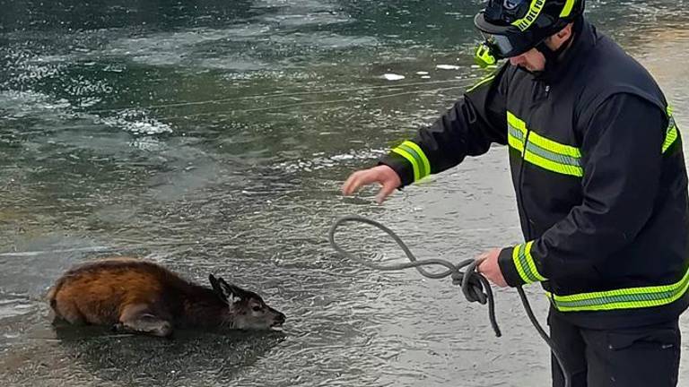 Reševali jelena, ki je ostal ujet v zaledenelem Rabeljskem jezeru (video)