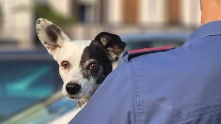 Turista pustila psička v vročem avtomobilu