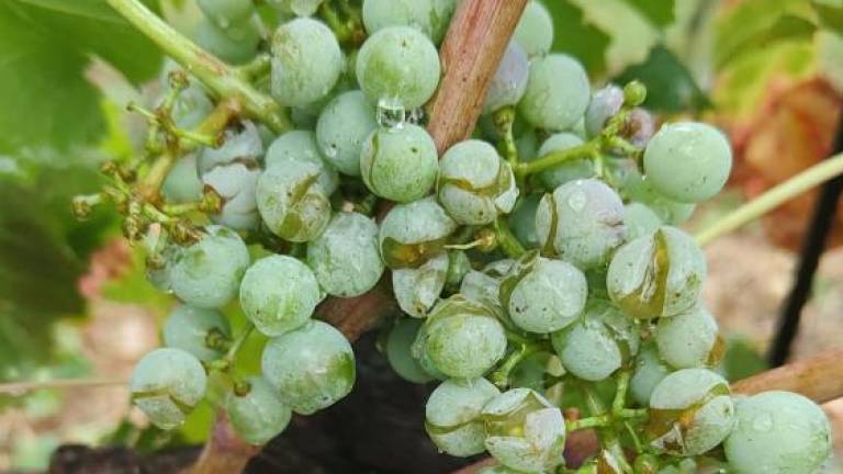 Neurja povzročila veliko škode kmetom in vinarjem