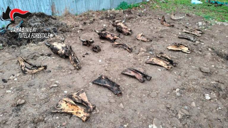 Na kmetiji odkrili poginule krave in zlorabljene živali