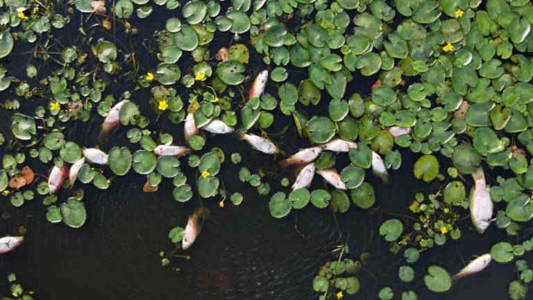 Ribic niso rešili iz Mlake