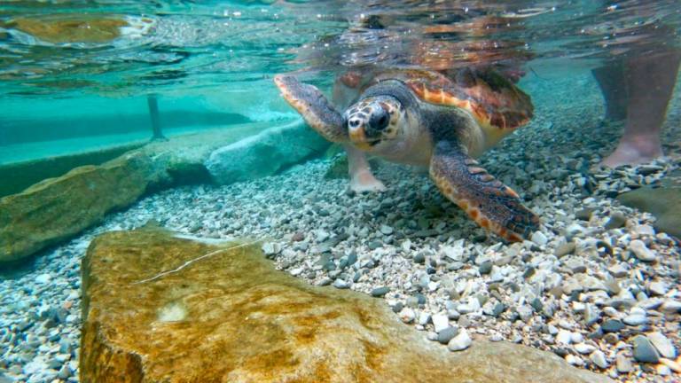 Velika želva na hrvaškem otoku ugriznila že več kopalcev