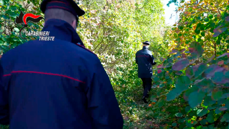 Na zahodnem Krasu karabinjerji zasegli nasad konoplje
