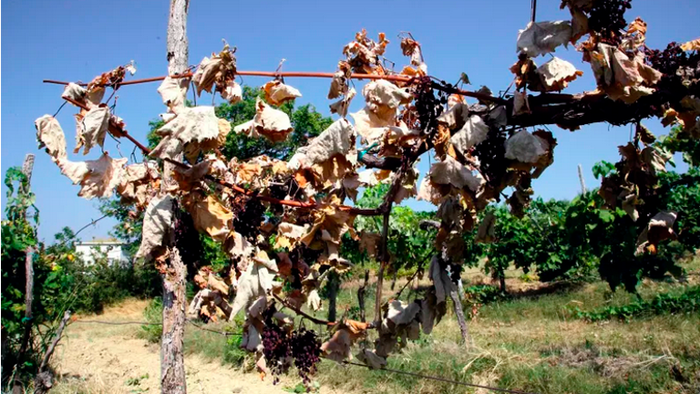 Vročina in ožigi močno sušijo jagode in manjšajo končno maso pridelka v vinogradih (ZDRAVKO PRIMOŽIČ/FPA/PRIMORSKE NOVICE)