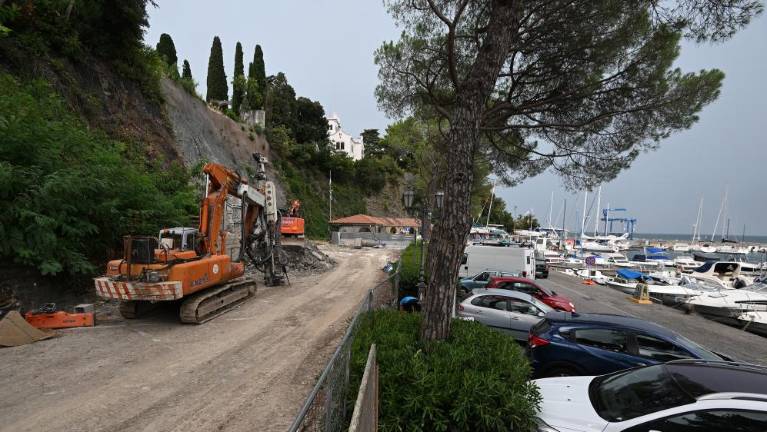 V Grljanu želijo stare borovce zaščititi pred sečnjo
