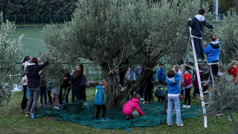 V Dolini več kot 150 otrok nabralo 200 kilogramov oljk