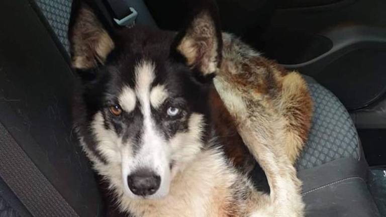 En pes ostal ob pogrešancu, drugi se je vrnil na izhodišče