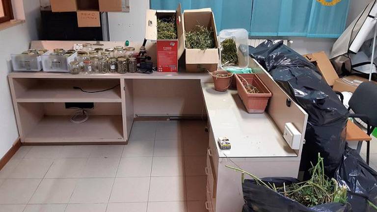 V Tolmeču odkrili gojišče konoplje