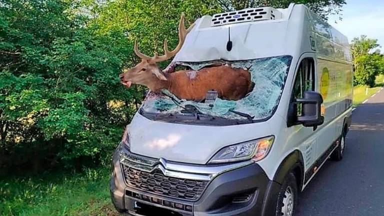 Jelen prebil vetrobransko steklo in pristal ob vozniku