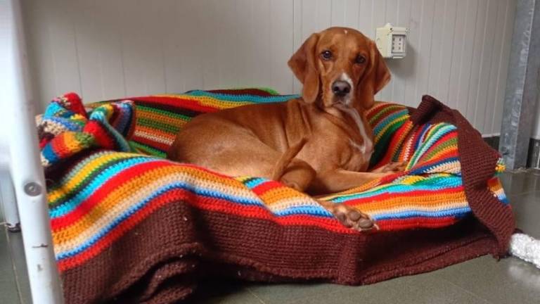 Na ulico zaradi vrnitve psičke Nine