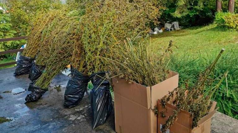 Konopljo sušil na domu