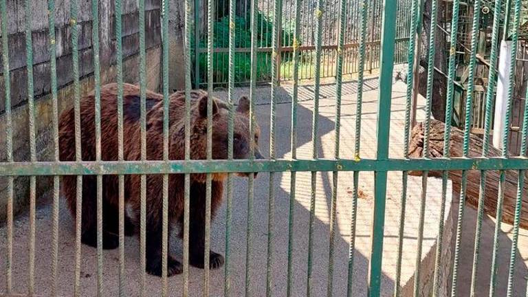 Medveda Felixa bodo lahko premestili v medvedje zatočišče v Avstriji