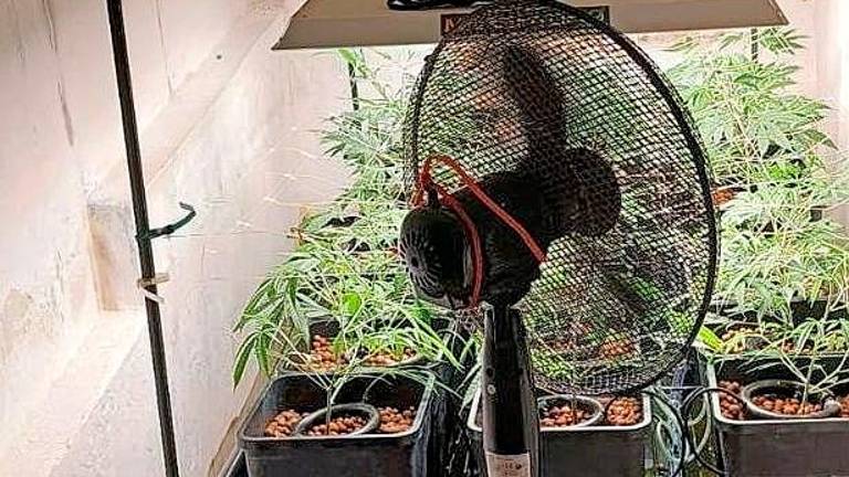 Na domu gojil 46 rastlin konoplje