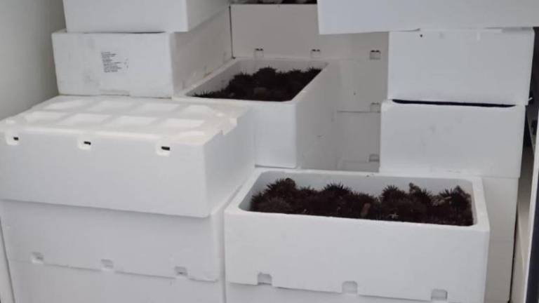 Zasegli dve toni hrvaških morskih ježkov