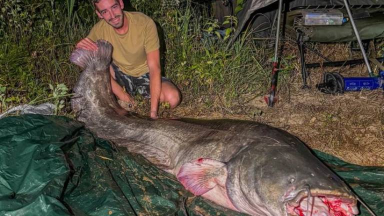 V Vipavi ujeli 247 centimetrov dolgega soma