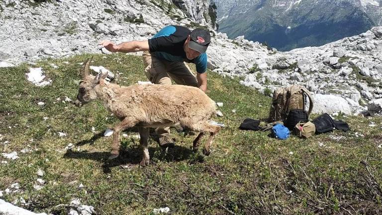 Na Kaninu rešili kozoroginjo (VIDEO)