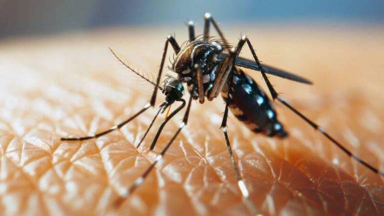 V Trstu in Ronkah sočasno zabeležili primera denge