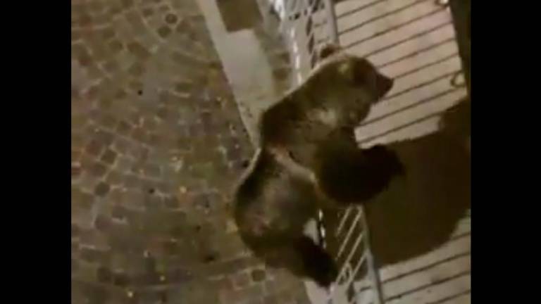 Medved akrobat splezal na balkon (video)