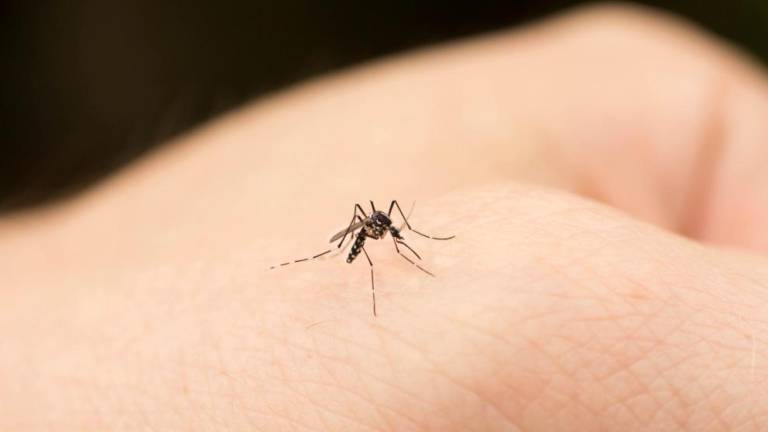 V boj s komarji