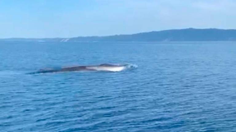 Več kitov priplavalo v Jadransko morje (video)