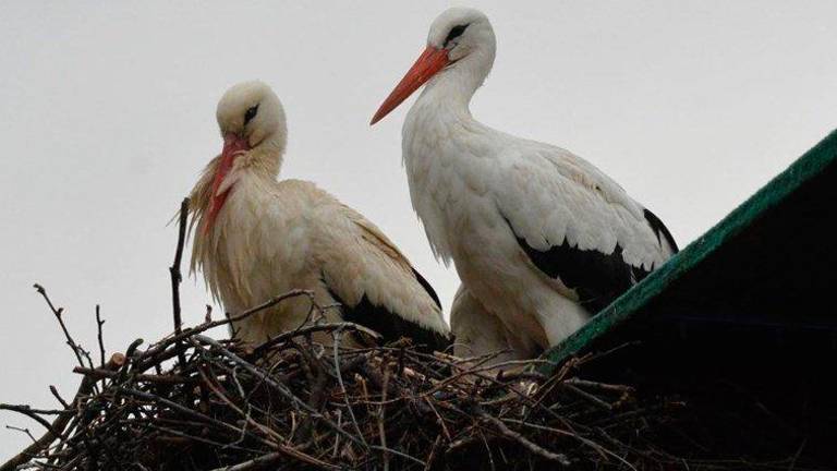 Klepetan in Malena sta se veselo poljubljala s kljuni