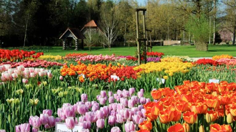 V Arboretumu Volčji Potok in Mozirskem gaju zacveteli tulipani