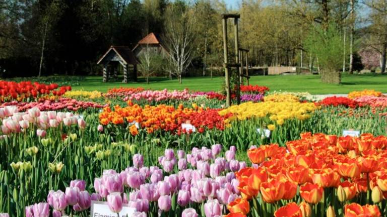 V Arboretumu Volčji Potok in Mozirskem gaju zacveteli tulipani