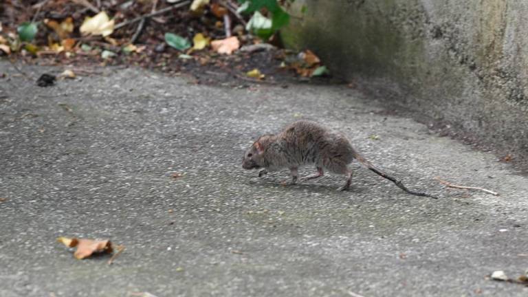 V Sloveniji letos že 218 primerov mišje mrzlice