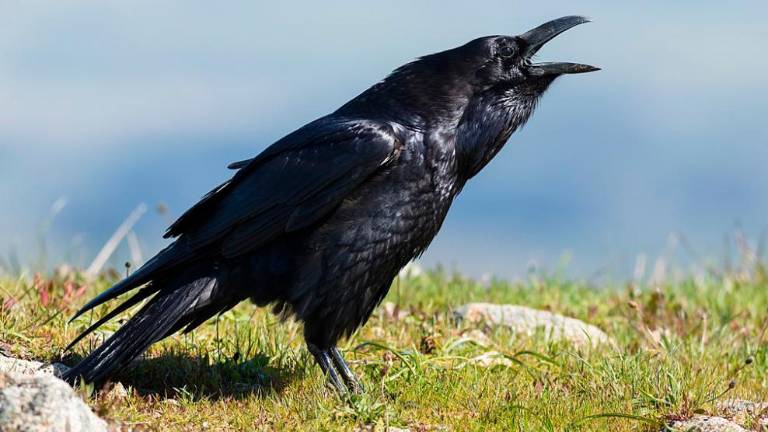 Glinščica zaprta za plezalce in drone