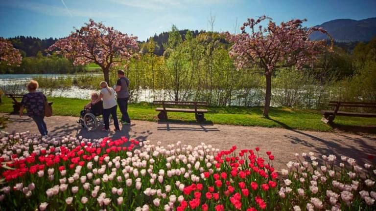 V Arboretumu Volčji Potok in Mozirskem gaju zacveteli tulipani