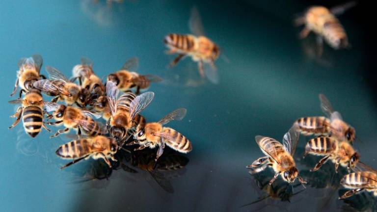 Danes obeležujemo svetovni dan čebel