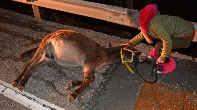 Osli povzročili nesrečo